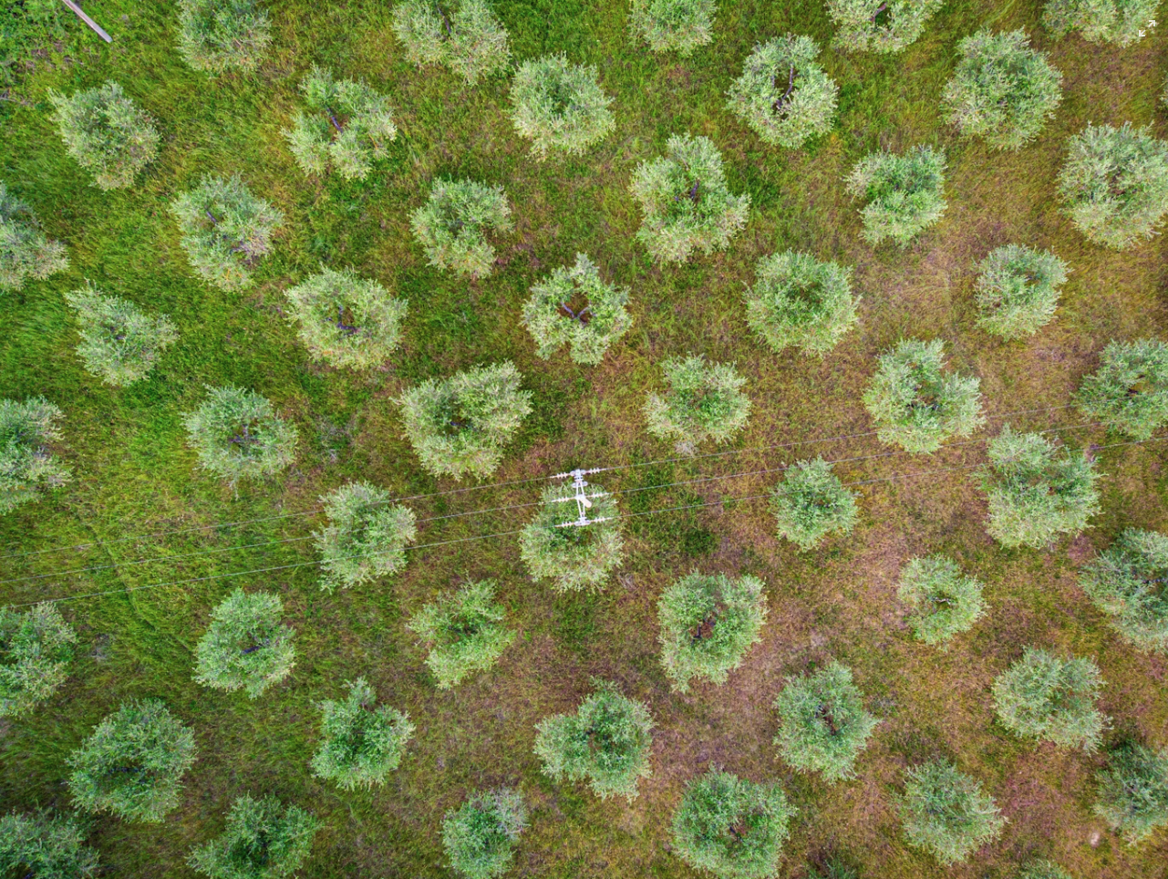 Olive grove consultancy